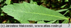 Myrica gale (woskownica europejska)