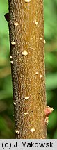 Myrica gale (woskownica europejska)