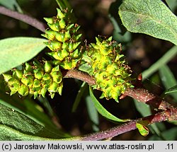 Myrica gale (woskownica europejska)