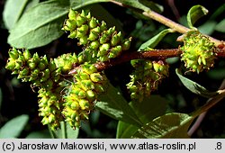 Myrica gale (woskownica europejska)