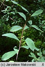 Myrica gale (woskownica europejska)