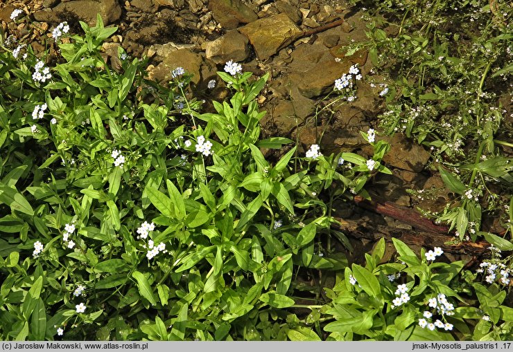 Myosotis palustris (niezapominajka błotna)