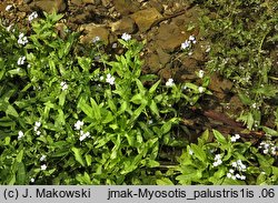 Myosotis palustris (niezapominajka błotna)