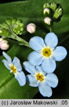 Myosotis palustris (niezapominajka błotna)