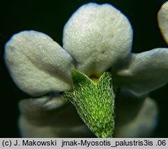 Myosotis palustris ssp. palustris (niezapominajka błotna typowa)