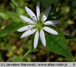 Myosoton aquaticum (kościenica wodna)