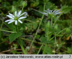 Myosoton aquaticum (kościenica wodna)