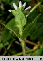 Myosoton aquaticum (kościenica wodna)