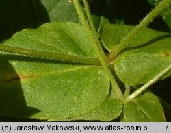 Myosoton aquaticum (kościenica wodna)