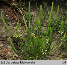 Myosurus minimus (mysiurek drobny)