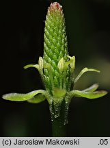 Myosurus minimus (mysiurek drobny)