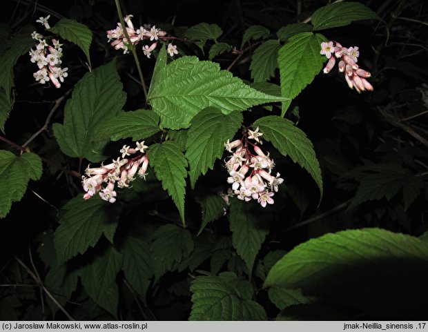 Neillia sinensis (neillia chińska)