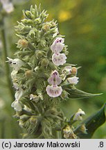 Nepeta cataria