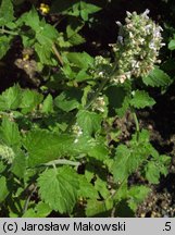 Nepeta cataria (kocimiętka właściwa)