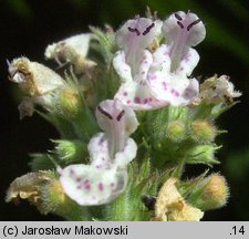 Nepeta cataria (kocimiętka właściwa)