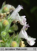 Nepeta cataria (kocimiętka właściwa)