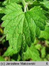 Nepeta cataria (kocimiętka właściwa)