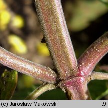 Nepeta cataria (kocimiętka właściwa)