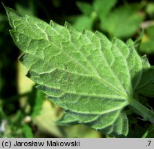 Nepeta cataria (kocimiętka właściwa)