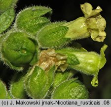 Nicotiana rustica (tytoń bakun)