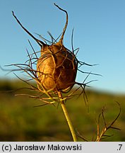 Nigella damascena (czarnuszka damasceńska)