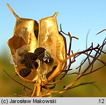 Nigella damascena (czarnuszka damasceńska)