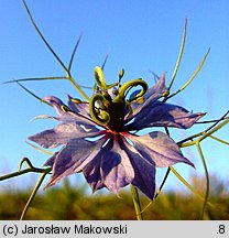 Nigella damascena (czarnuszka damasceńska)