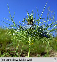 Nigella damascena (czarnuszka damasceńska)