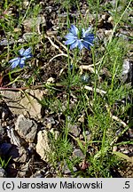 Nigella damascena (czarnuszka damasceńska)