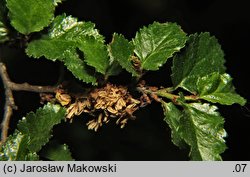 Nothofagus antarctica (bukan antarktyczny)