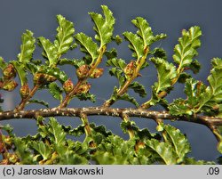 Nothofagus antarctica (bukan antarktyczny)