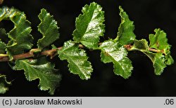 Nothofagus antarctica (bukan antarktyczny)