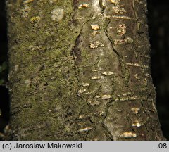 Nothofagus antarctica (bukan antarktyczny)