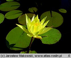 Nymphaea (grzybienie ogrodowe)