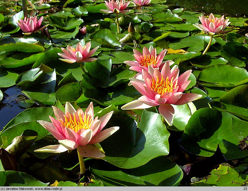 Nymphaea hort. Paul Hariot