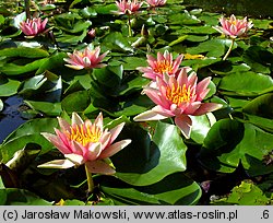 Nymphaea (grzybienie ogrodowe)