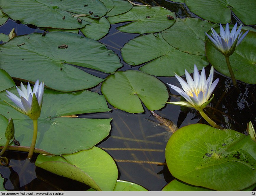 Nymphaea caerulea