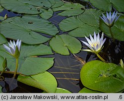 Nymphaea caerulea