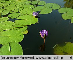 Nymphaea caerulea