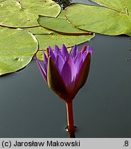 Nymphaea caerulea