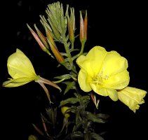 Oenothera glazioviana