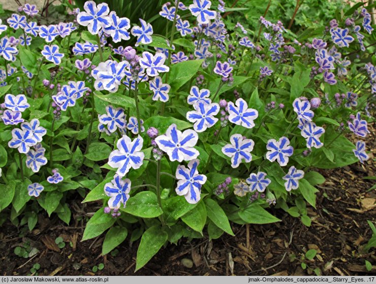 Omphalodes cappadocica Starry Eyes