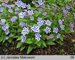 Omphalodes cappadocica Starry Eyes