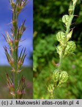 Onobrychis viciifolia (sparceta siewna)