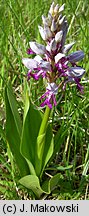 Orchis militaris (storczyk kukawka)