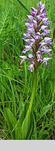 Orchis militaris (storczyk kukawka)