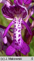 Orchis militaris (storczyk kukawka)