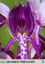 Orchis militaris (storczyk kukawka)