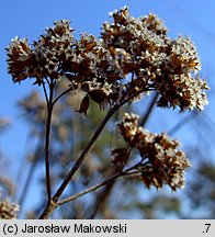 Origanum vulgare