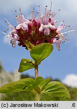 Origanum vulgare